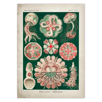 Tengeri Medúza, tengeri moszat Vintage Poszter Medúza Korallok Zöld Alga Tengeri Rózsa Lövell Csillag Wall Art nátronpapír