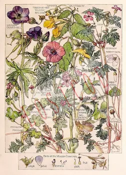 Virágok növényzet növény tudományos Shabby chic Vintage Tintasugaras nyomtatás kraft papír, plakát, falmatrica háttérkép Kert, Dekoráció