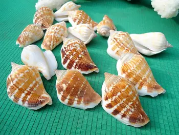 HappyKiss 5db Természetes palackok, háztartási asztal akvárium kagyló DIY kézi anyag stick fali dekoráció, kagyló