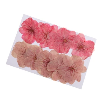 10x Préselt Természetes Szárított Sakura Virág cseresznyevirág DIY Virágos Art Kézműves Dekorok lakberendezési Kártya Gyertya Ékszer Készítés